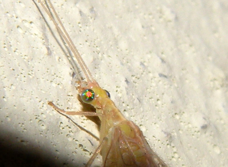 Chrysoperla?